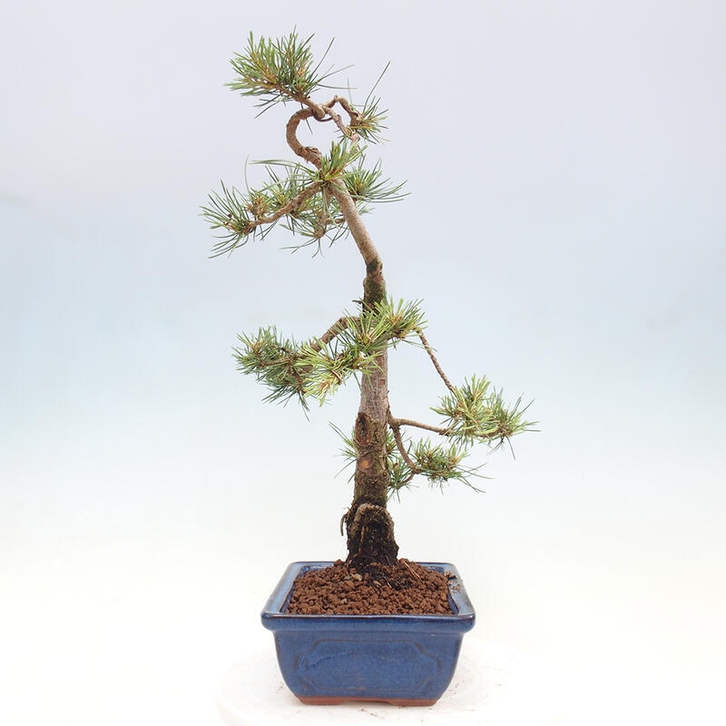 Vonkajšie bonsai - Pinus Sylvestris - Borovica lesná