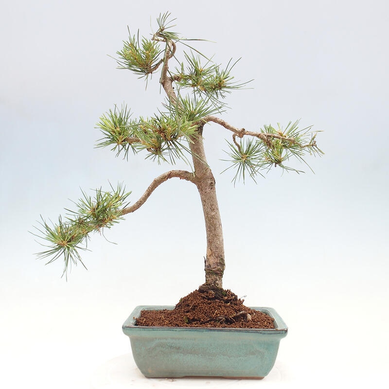 Vonkajšie bonsai - Pinus Sylvestris - Borovica lesná