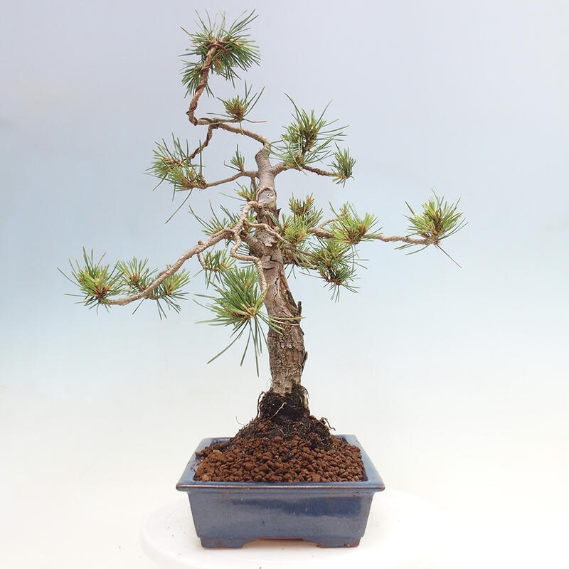 Vonkajšie bonsai - Pinus Sylvestris - Borovica lesná