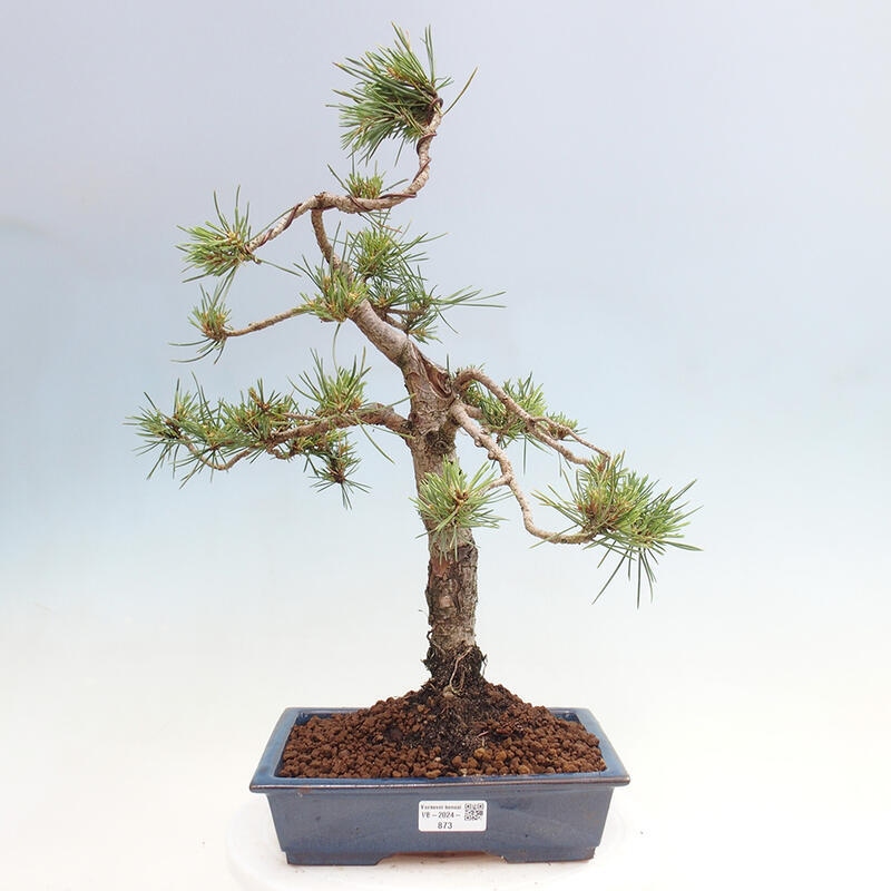 Vonkajšie bonsai - Pinus Sylvestris - Borovica lesná