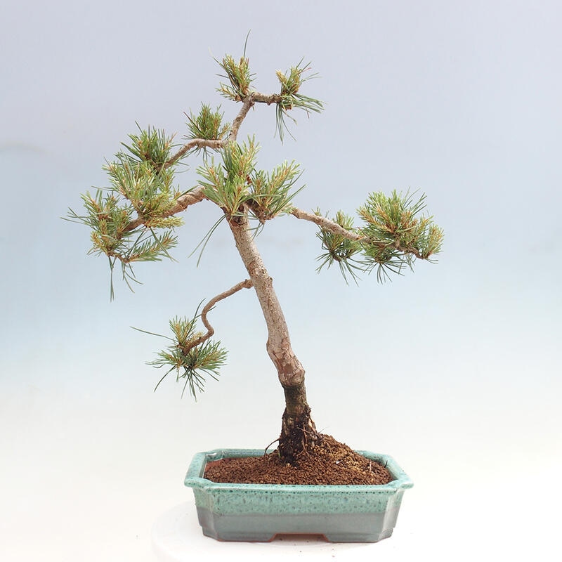 Vonkajšie bonsai - Pinus Sylvestris - Borovica lesná