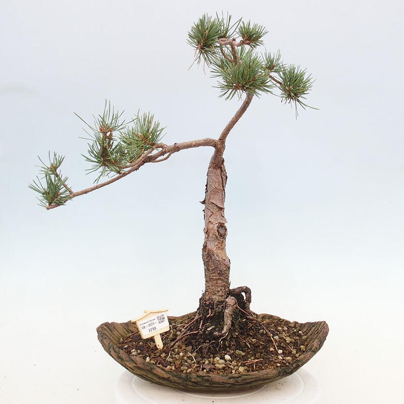 Vonkajšie bonsai - Pinus Sylvestris - Borovica lesná