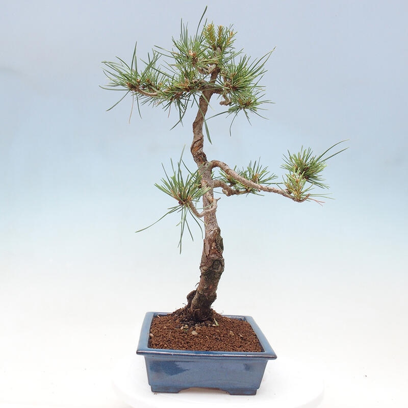 Vonkajšie bonsai - Pinus Sylvestris - Borovica lesná