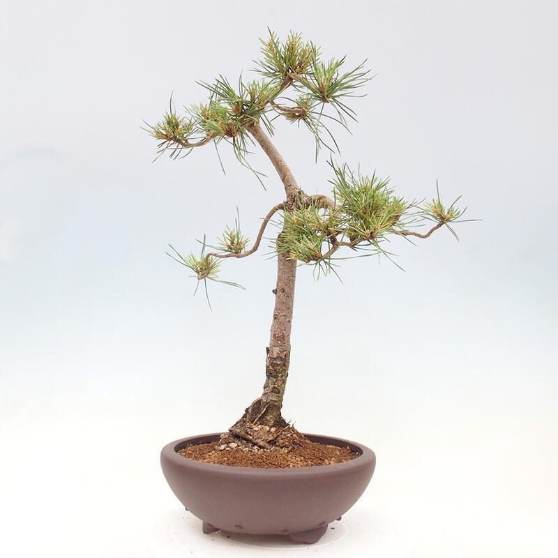 Vonkajšie bonsai - Pinus Sylvestris - Borovica lesná