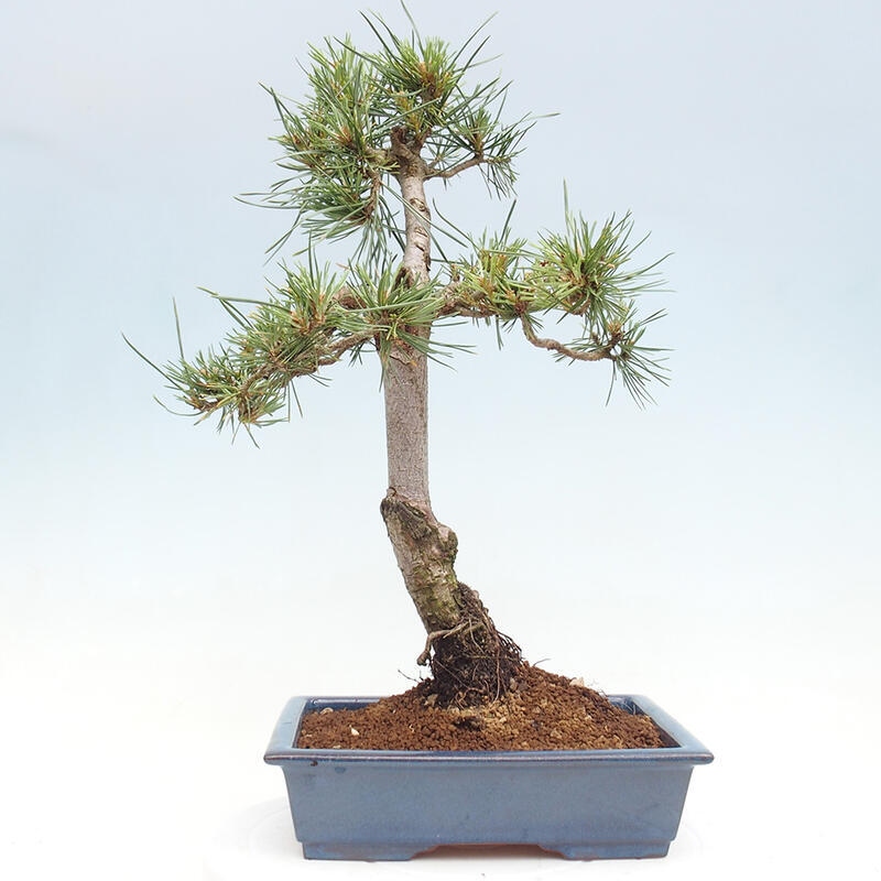 Vonkajšie bonsai - Pinus Sylvestris - Borovica lesná