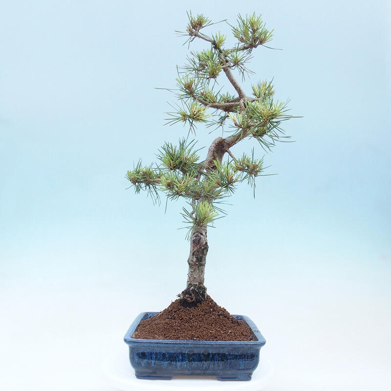 Vonkajšie bonsai - Pinus Sylvestris - Borovica lesná