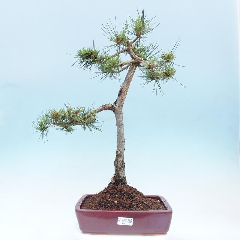 Vonkajšie bonsai - Pinus Sylvestris - Borovica lesná