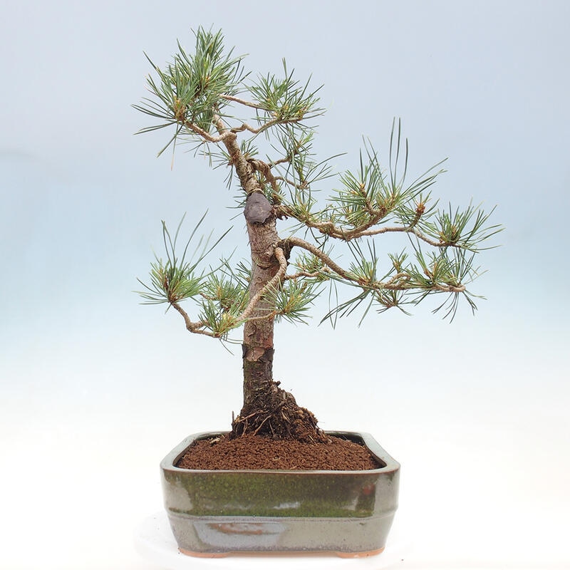 Vonkajšie bonsai - Pinus Sylvestris - Borovica lesná