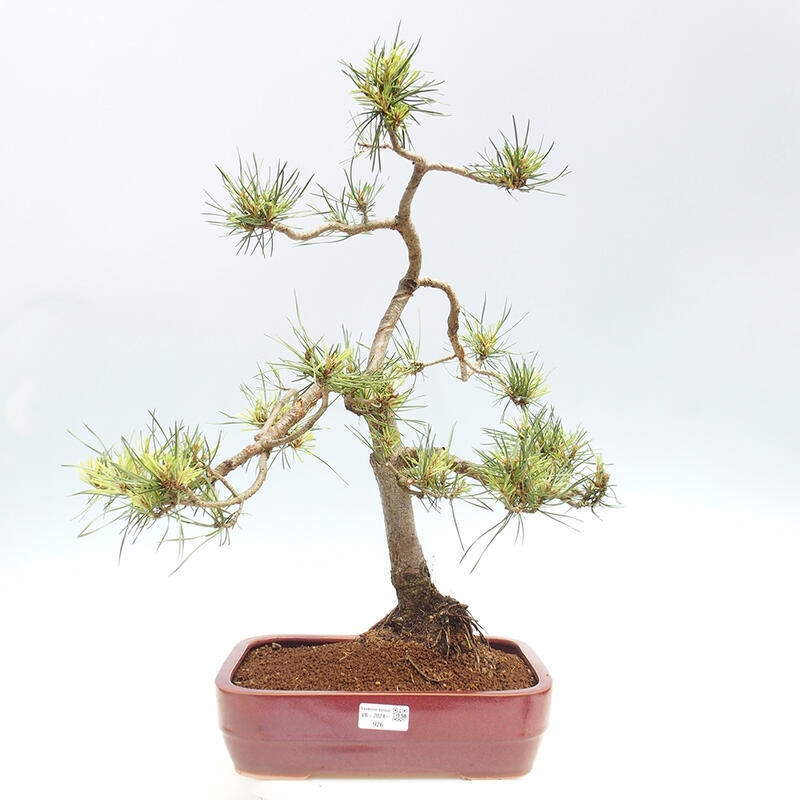 Vonkajšie bonsai - Pinus Sylvestris - Borovica lesná