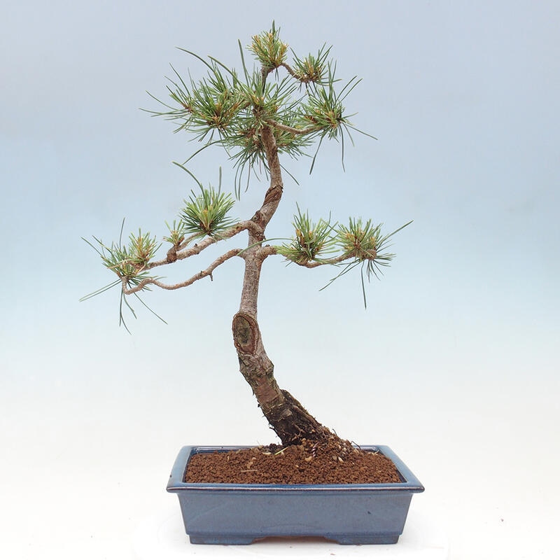 Vonkajšie bonsai - Pinus Sylvestris - Borovica lesná