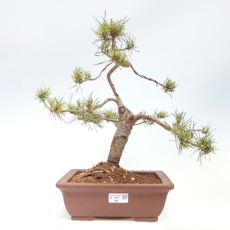 Vonkajšie bonsai - Pinus Sylvestris - Borovica lesná