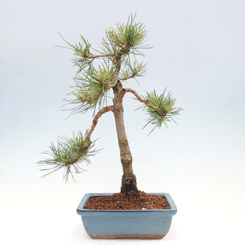 Vonkajšie bonsai - Pinus Sylvestris - Borovica lesná