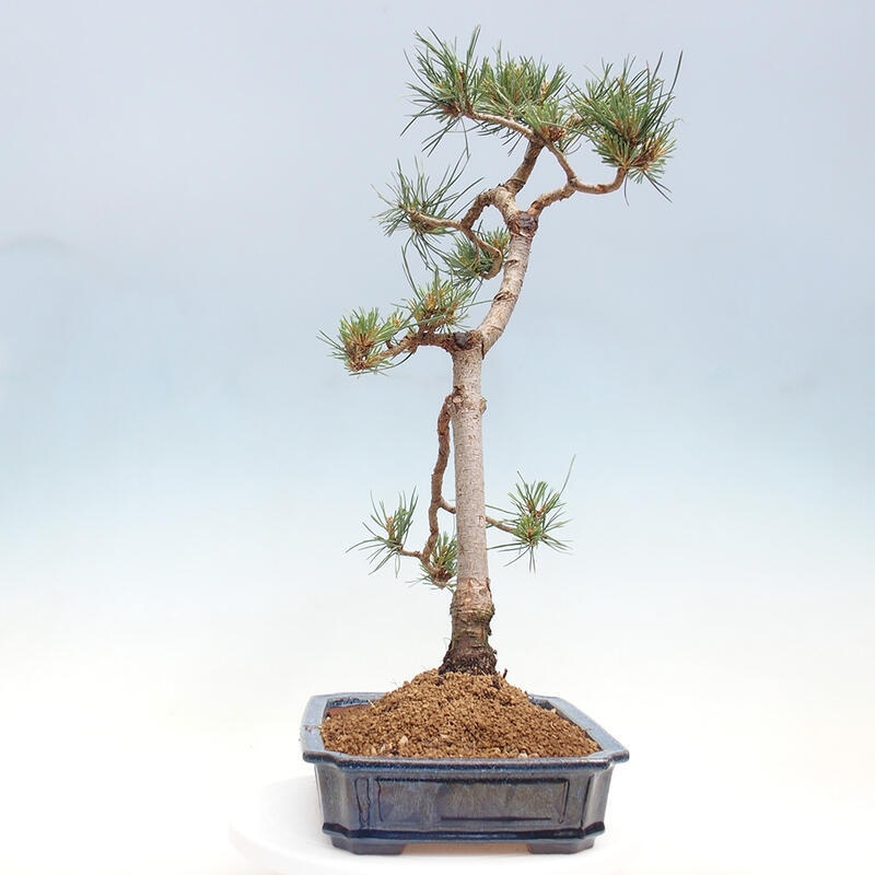 Vonkajšie bonsai - Pinus Sylvestris - Borovica lesná