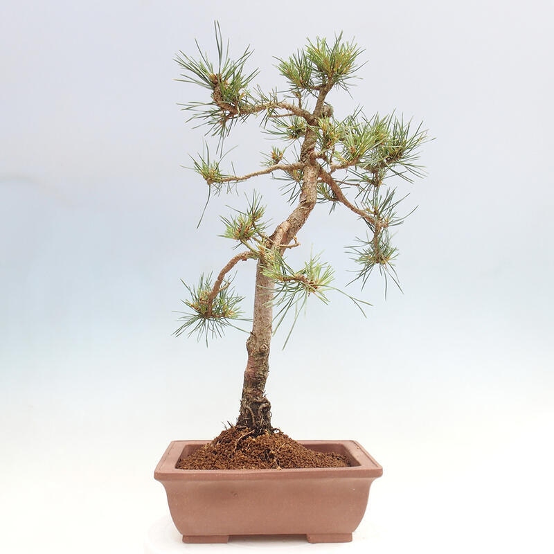 Vonkajšie bonsai - Pinus Sylvestris - Borovica lesná