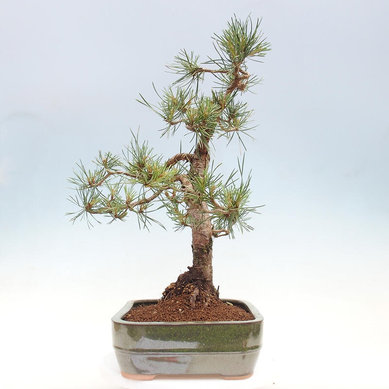 Vonkajšie bonsai - Pinus Sylvestris - Borovica lesná