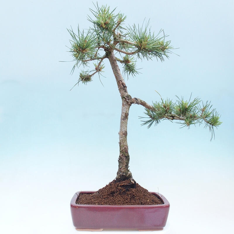 Vonkajšie bonsai - Pinus Sylvestris - Borovica lesná