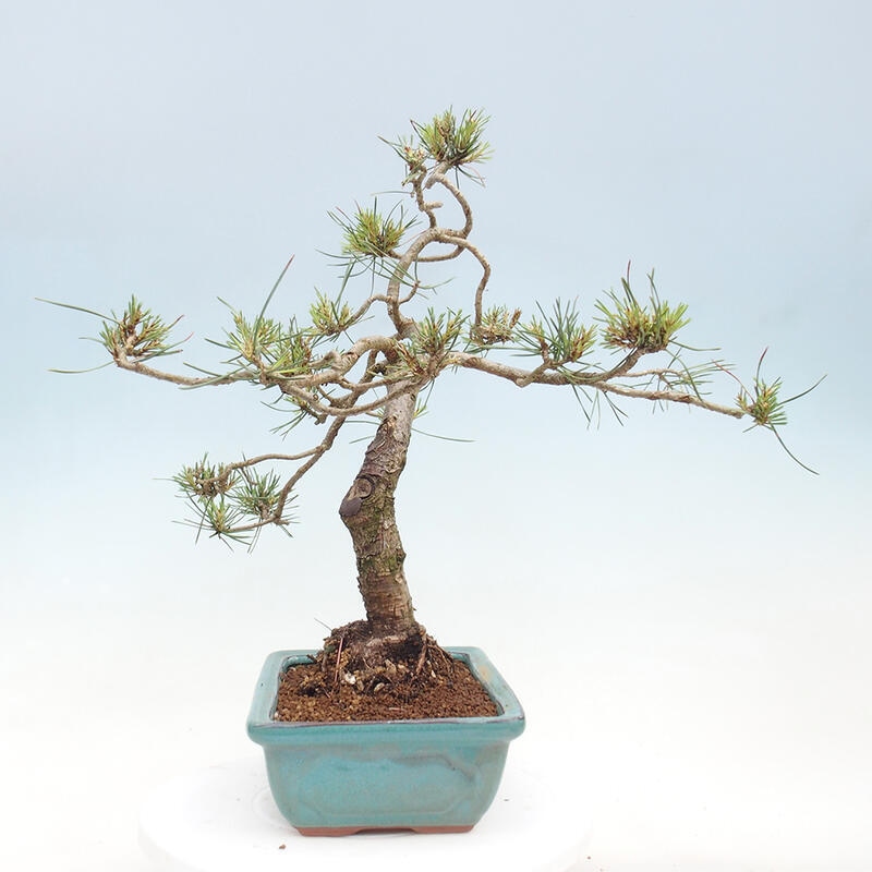 Vonkajšie bonsai - Pinus Sylvestris - Borovica lesná