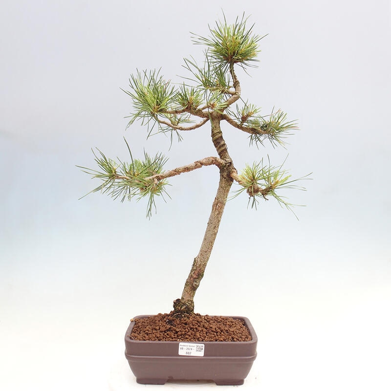 Vonkajšie bonsai - Pinus Sylvestris - Borovica lesná