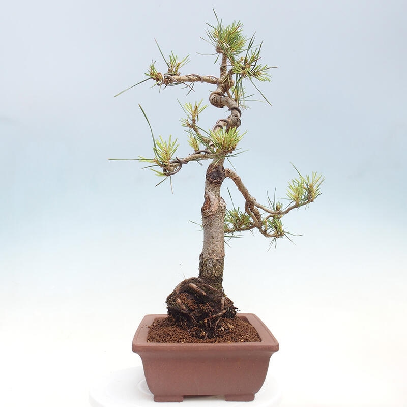 Vonkajšie bonsai - Pinus Sylvestris - Borovica lesná