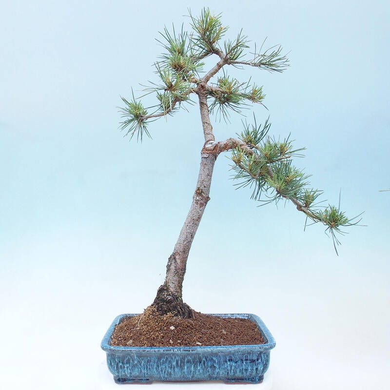 Vonkajšie bonsai - Pinus Sylvestris - Borovica lesná