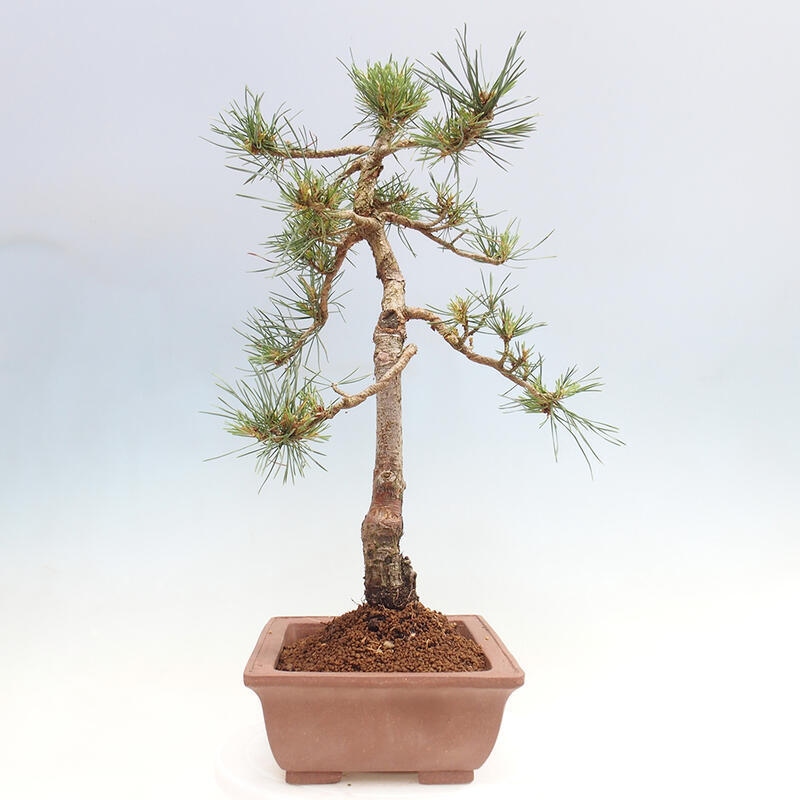 Vonkajšie bonsai - Pinus Sylvestris - Borovica lesná