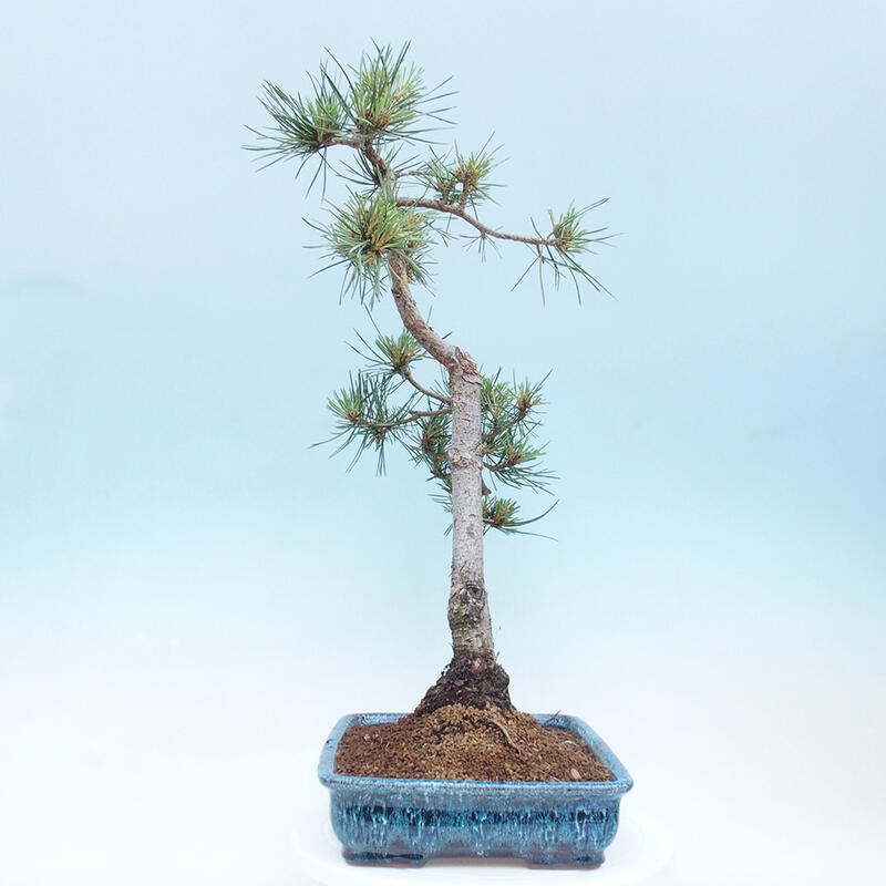 Vonkajšie bonsai - Pinus Sylvestris - Borovica lesná