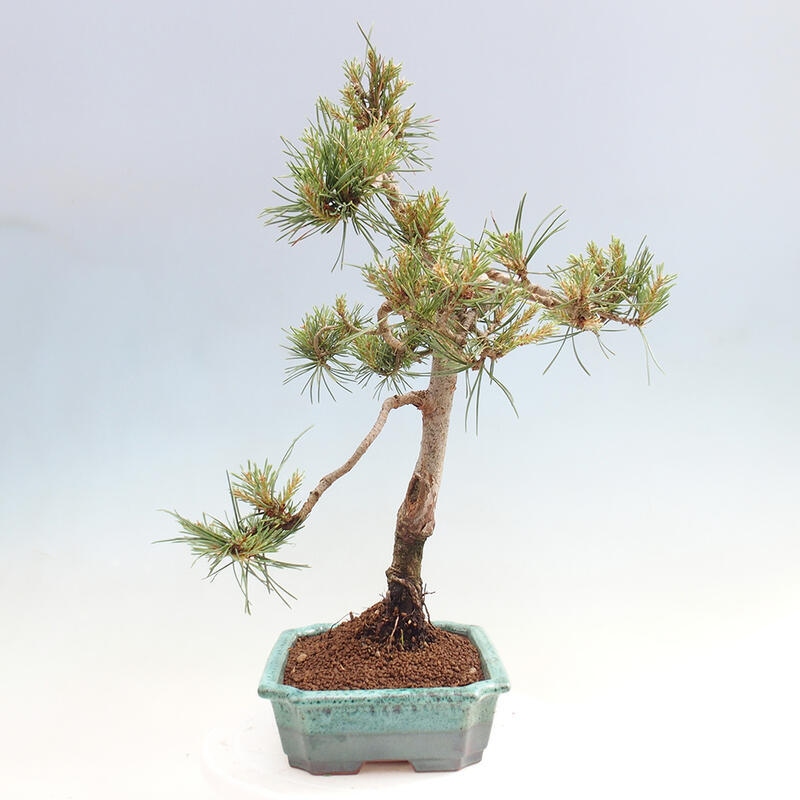 Vonkajšie bonsai - Pinus Sylvestris - Borovica lesná