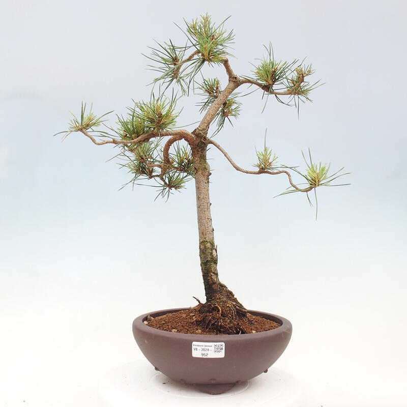 Vonkajšie bonsai - Pinus Sylvestris - Borovica lesná