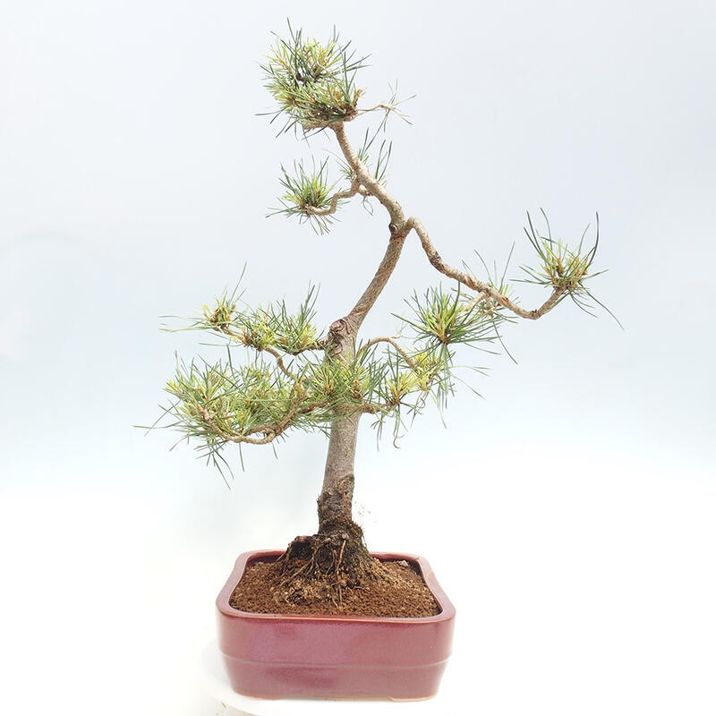 Vonkajšie bonsai - Pinus Sylvestris - Borovica lesná