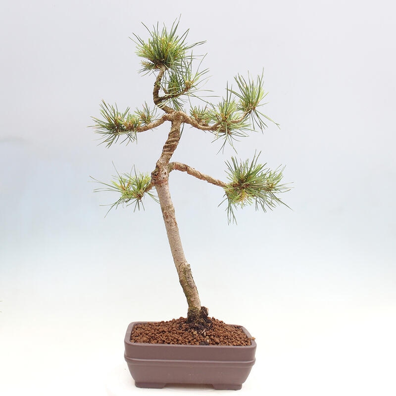 Vonkajšie bonsai - Pinus Sylvestris - Borovica lesná