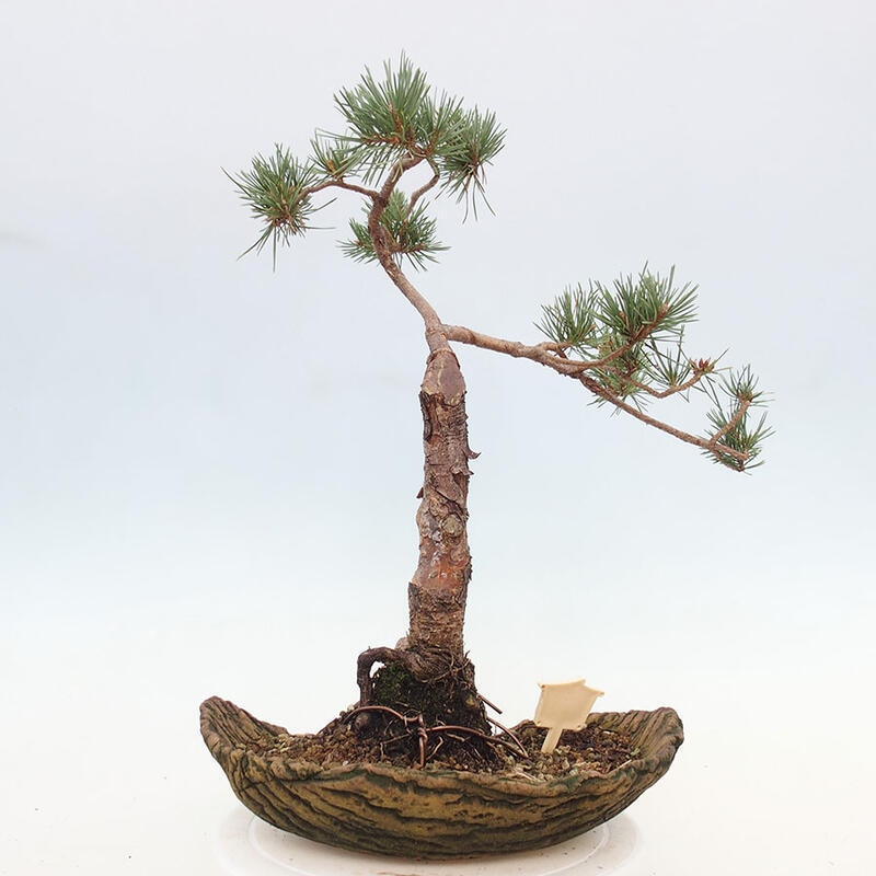 Vonkajšie bonsai - Pinus Sylvestris - Borovica lesná