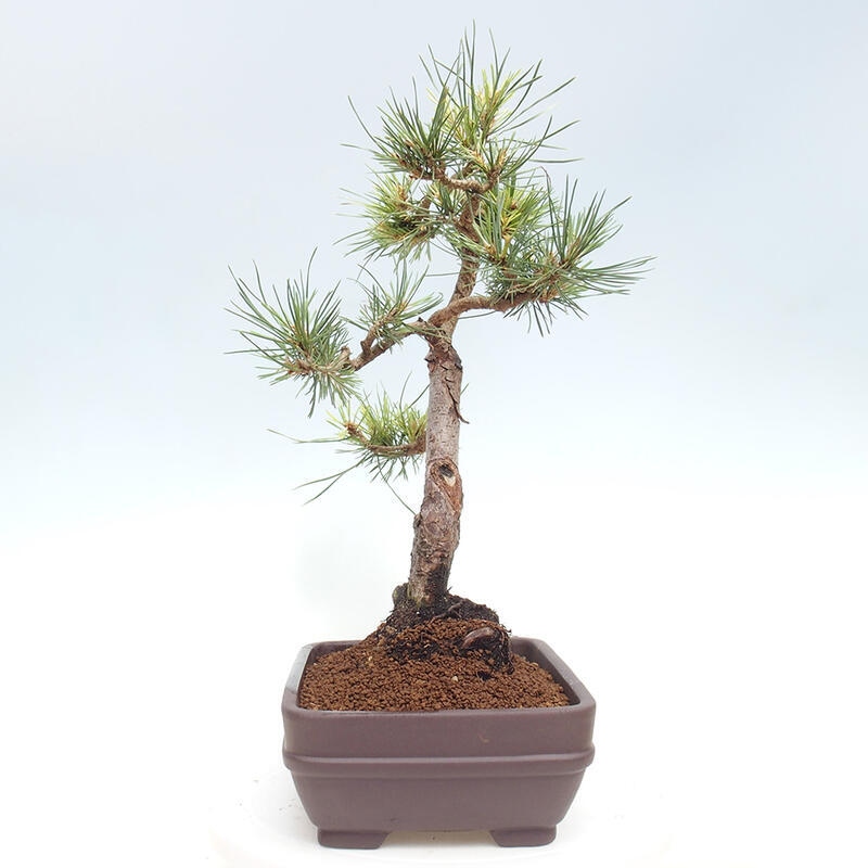 Vonkajšie bonsai - Pinus Sylvestris - Borovica lesná