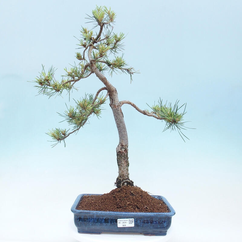 Vonkajšie bonsai - Pinus Sylvestris - Borovica lesná