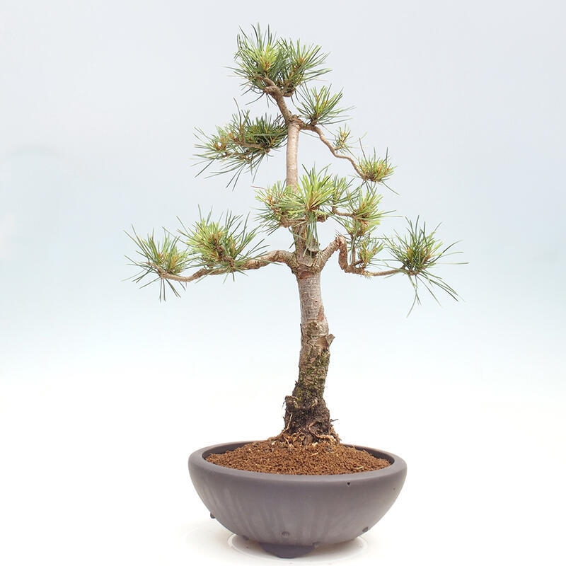 Vonkajšie bonsai - Pinus Sylvestris - Borovica lesná