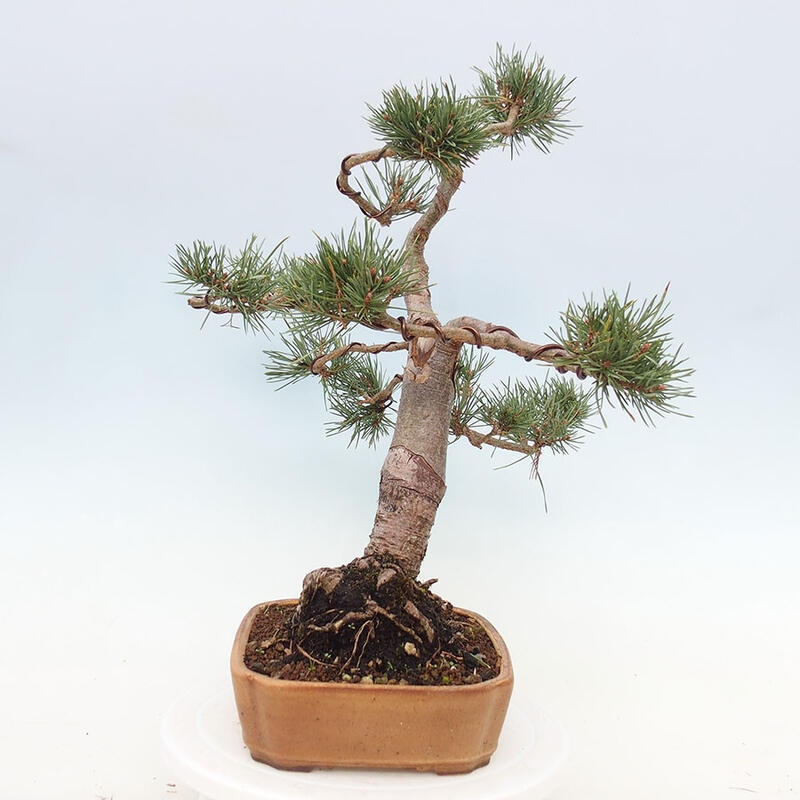 Vonkajšie bonsai - Pinus Sylvestris - Borovica lesná