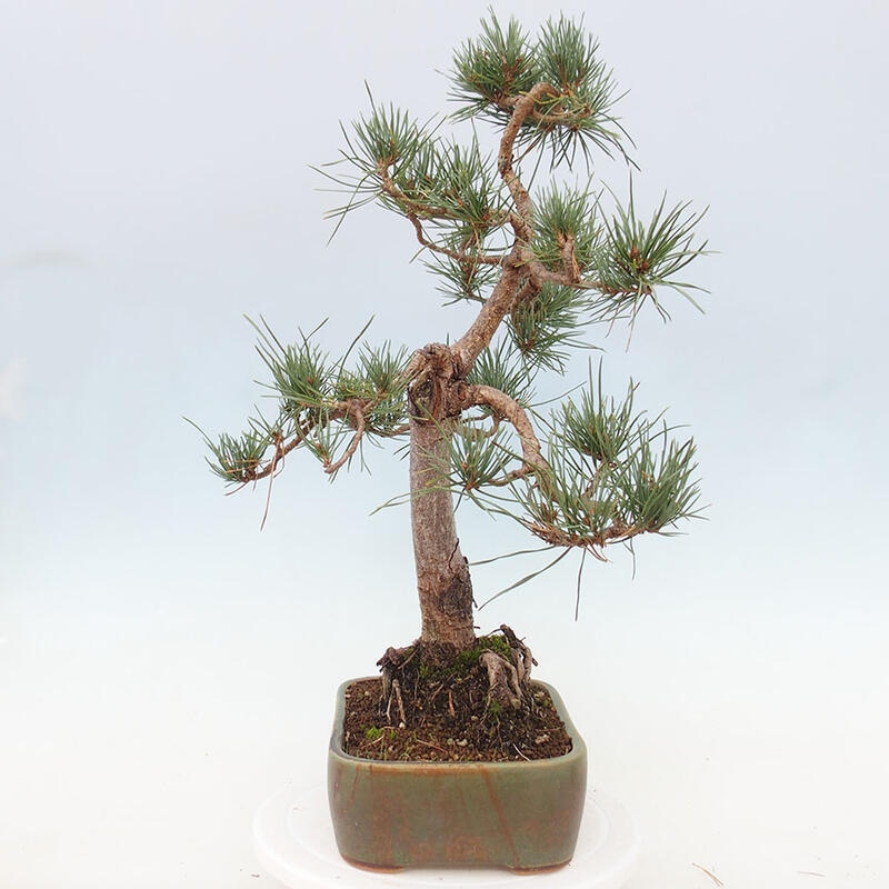 Vonkajšie bonsai - Pinus Sylvestris - Borovica lesná