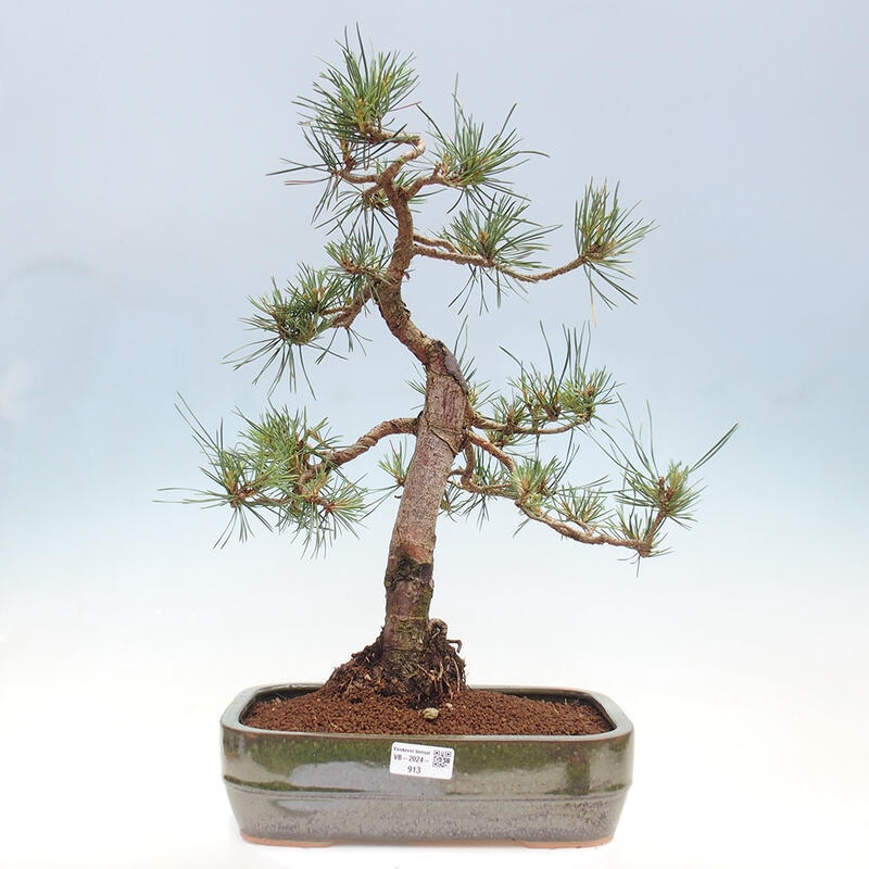 Vonkajšie bonsai - Pinus Sylvestris - Borovica lesná