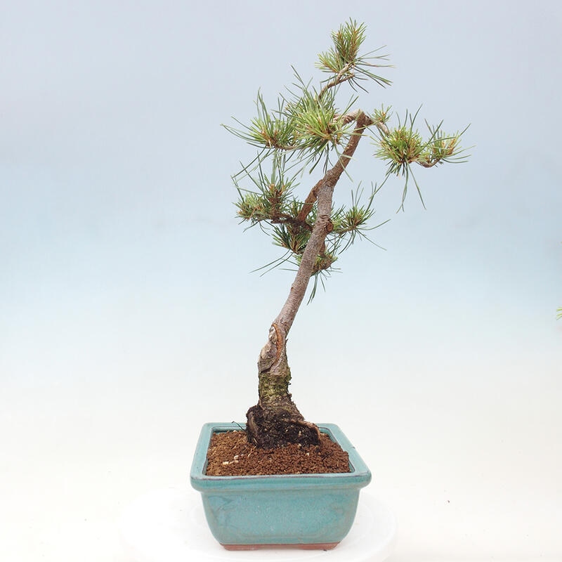 Vonkajšie bonsai - Pinus Sylvestris - Borovica lesná