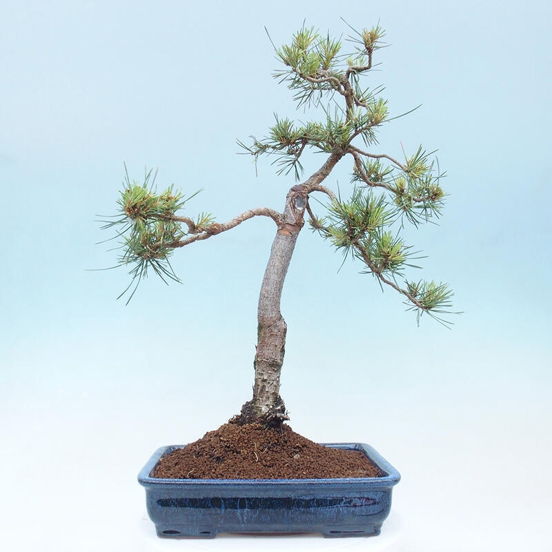 Vonkajšie bonsai - Pinus Sylvestris - Borovica lesná