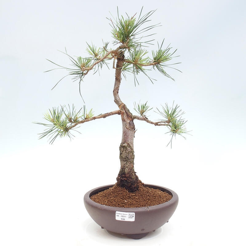 Vonkajšie bonsai - Pinus Sylvestris - Borovica lesná