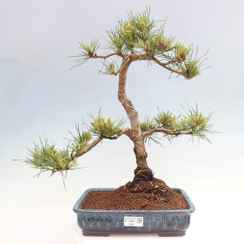 Vonkajšie bonsai - Pinus Sylvestris - Borovica lesná