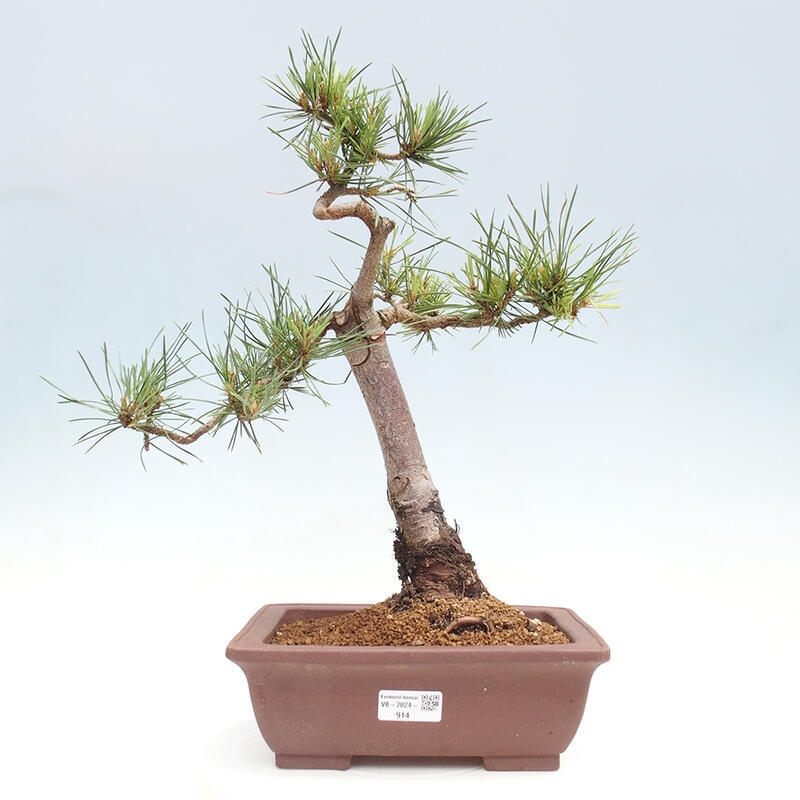 Vonkajšie bonsai - Pinus Sylvestris - Borovica lesná