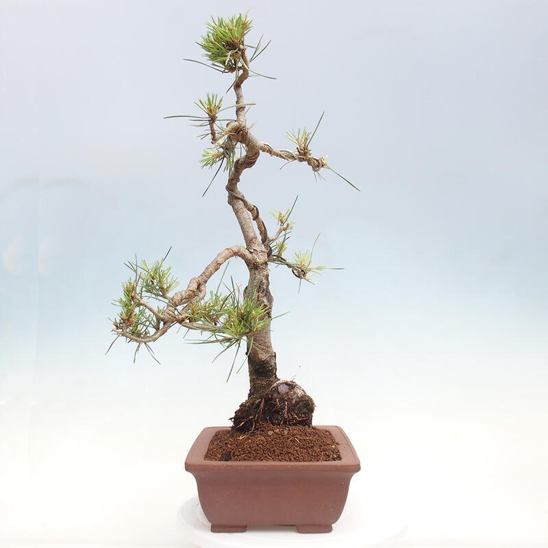 Vonkajšie bonsai - Pinus Sylvestris - Borovica lesná