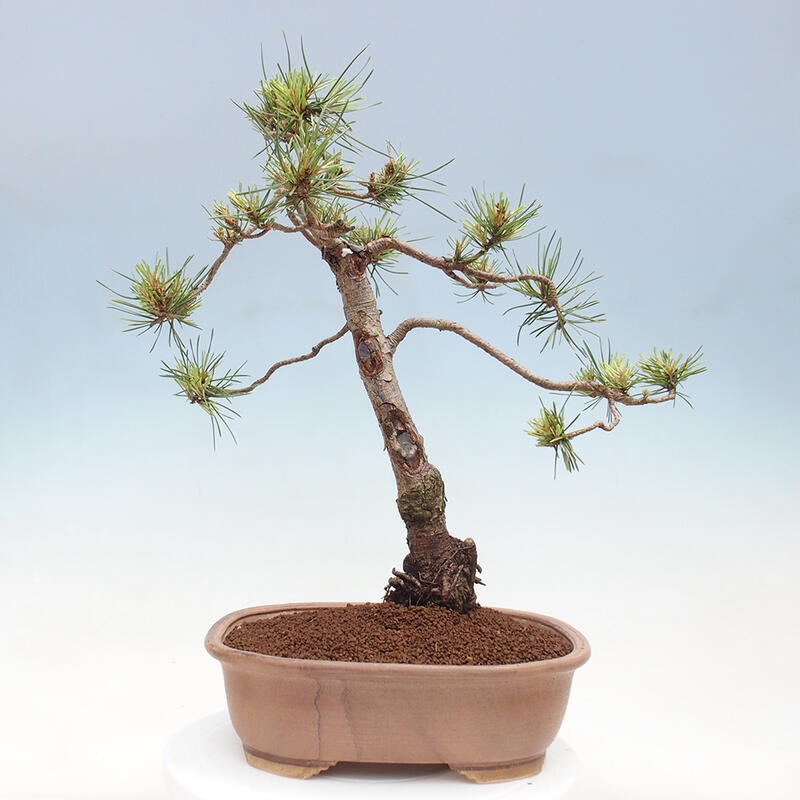 Vonkajšie bonsai - Pinus Sylvestris - Borovica lesná