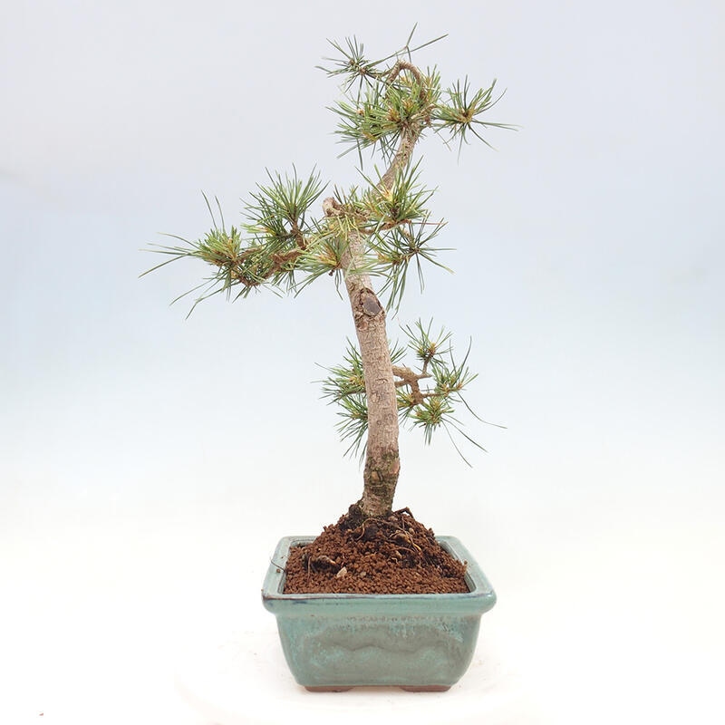 Vonkajšie bonsai - Pinus Sylvestris - Borovica lesná