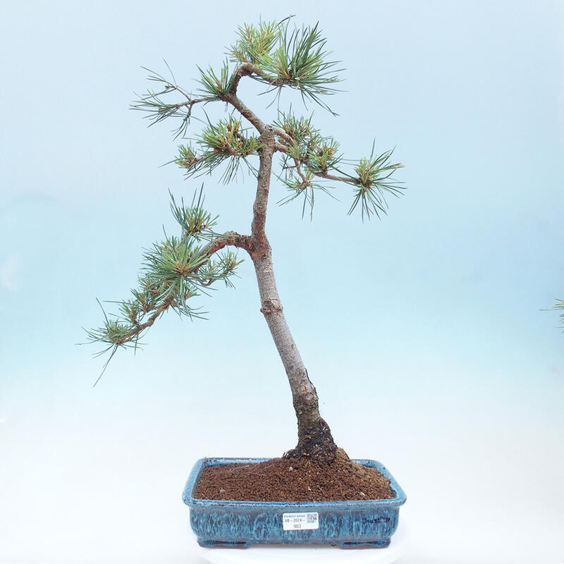 Vonkajšie bonsai - Pinus Sylvestris - Borovica lesná