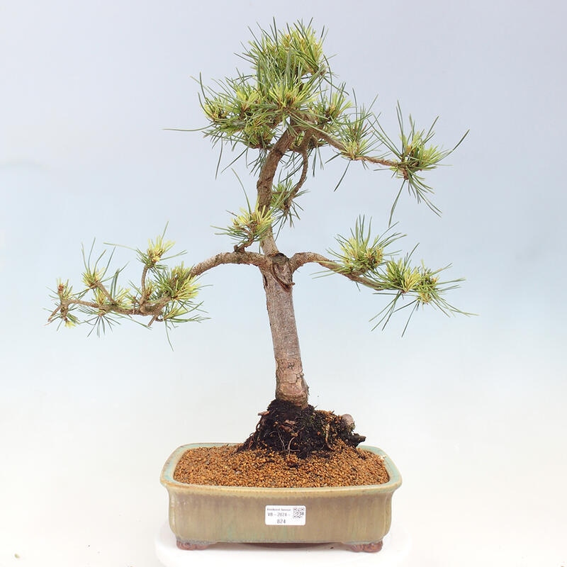 Vonkajší bonsai - Pinus Sylvestris Watererri - Borovica lesná