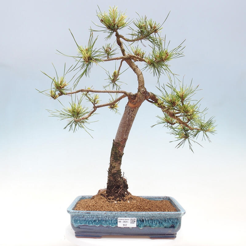 Vonkajšie bonsai - Pinus Sylvestris - Borovica lesná