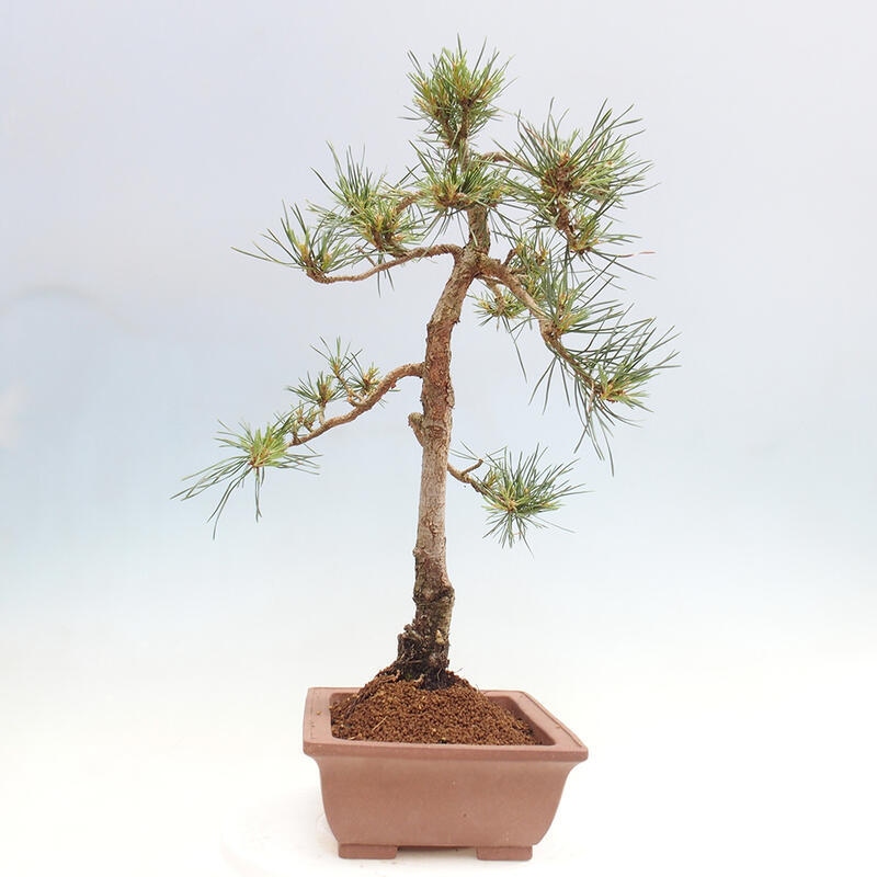 Vonkajšie bonsai - Pinus Sylvestris - Borovica lesná