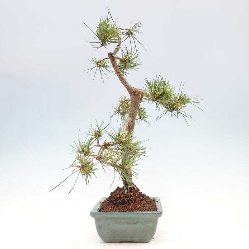 Vonkajšie bonsai - Pinus Sylvestris - Borovica lesná